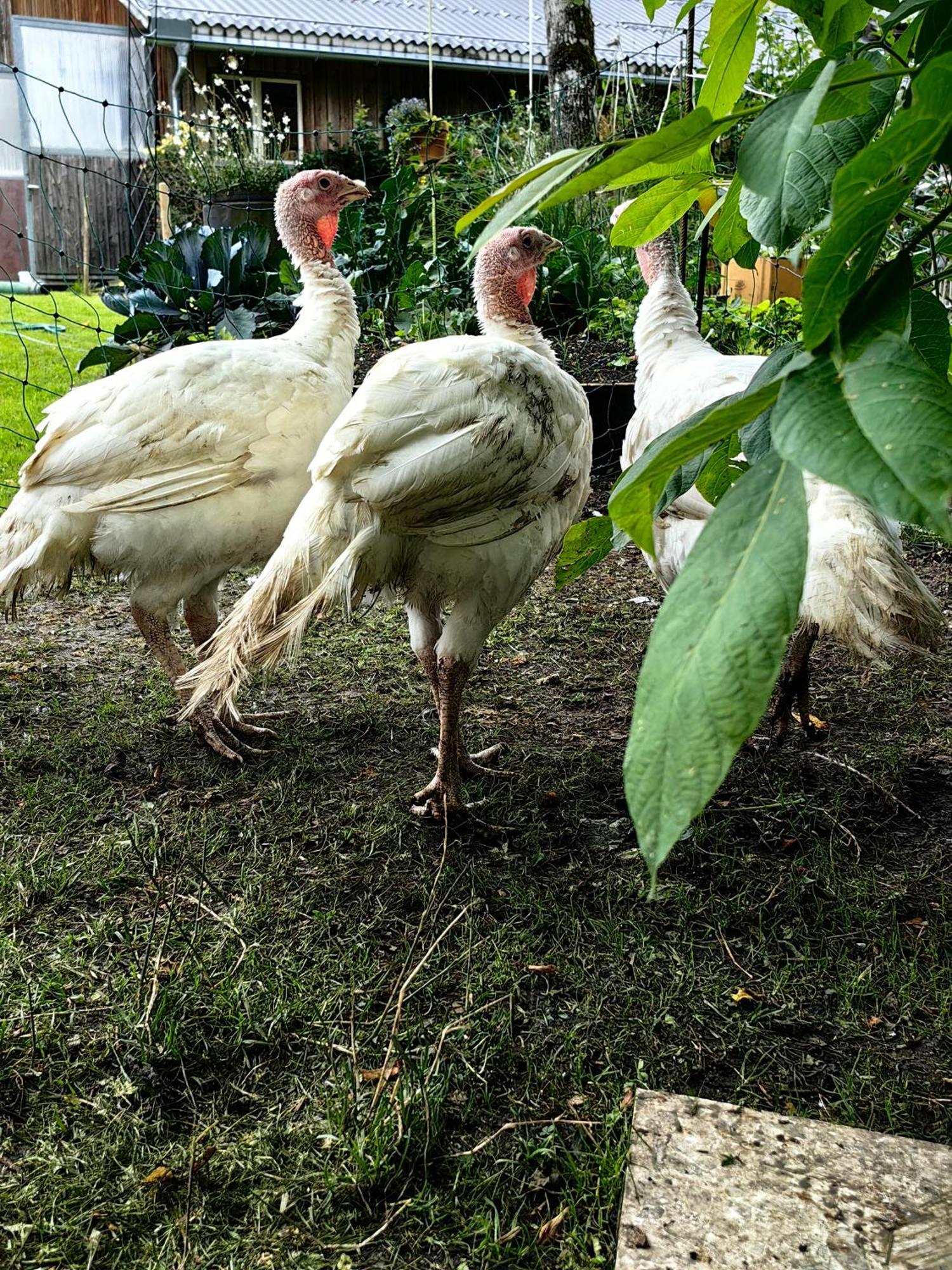 DorenVoegelhof公寓 外观 照片